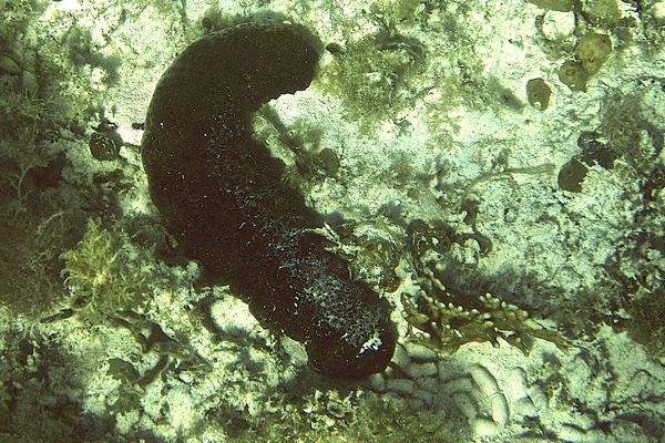 Sea Cucumbers - Sea Cucumber