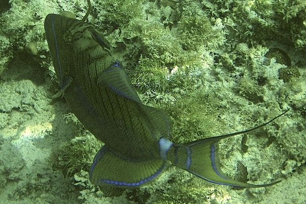 Triggerfish - Queen Triggerfish