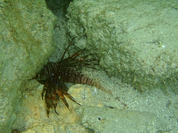 Lionfish - Common Lionfish