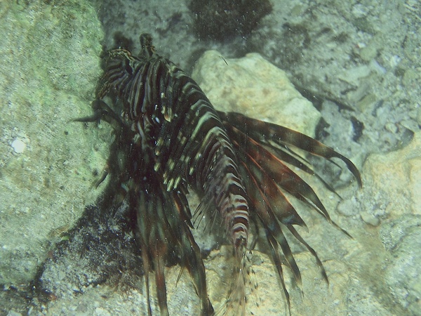 Lionfish - Common Lionfish