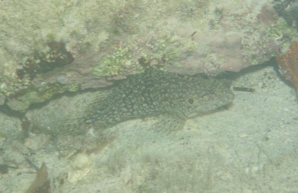 Blennies - Hairy Blenny