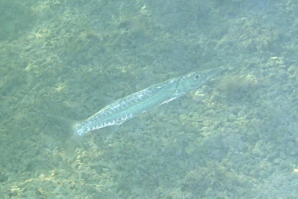 Barracuda - Guaguanche