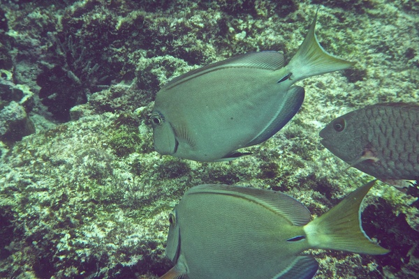 Surgeonfish - Ocean Surgeonfish