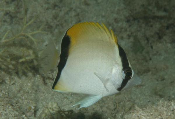 Butterflyfish - Reef Butterflyfish