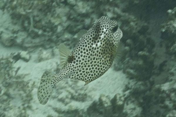 Trunkfish - Spotted Trunkfish