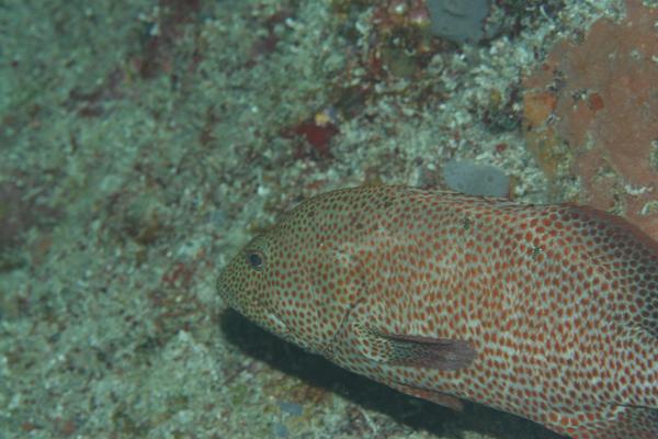 Groupers - Graysby