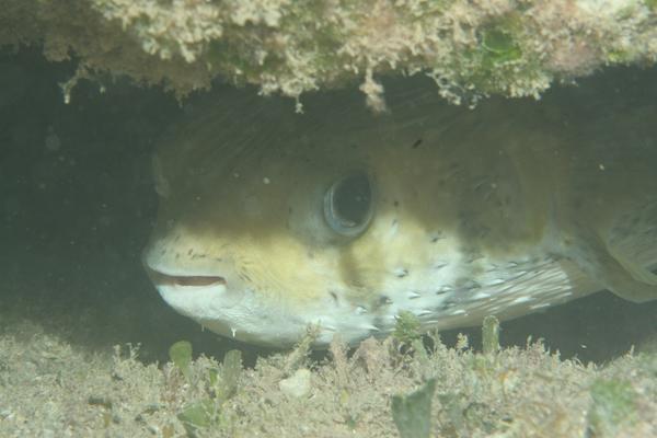 Porcupinefish - Porcupinefish