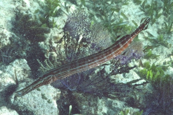 Trumpetfish - Trumpetfish