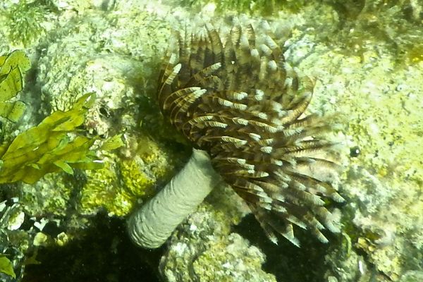 Featherduster Worms - Magnificent Feather Duster