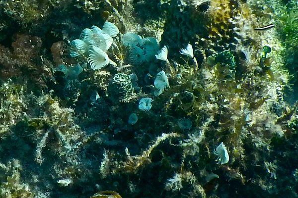 Featherduster Worms - Ghost Feather Duster