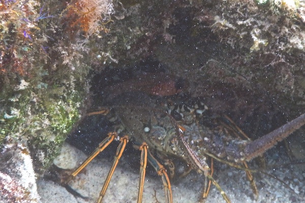 Cardinalfish - Dusky Cardinalfish