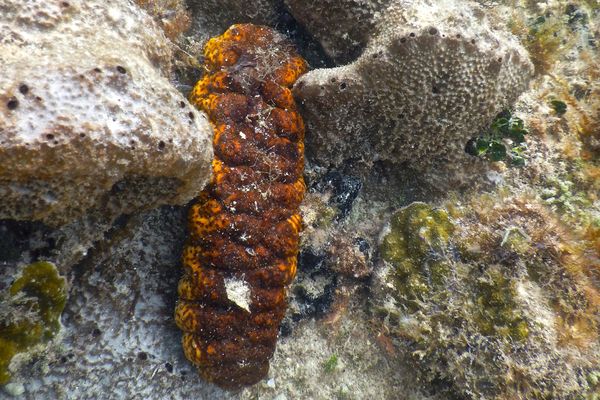 Sea Cucumbers - Sea Cucumber