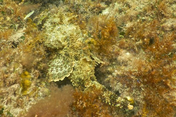 Scorpionfish - Plumed Scorpionfish