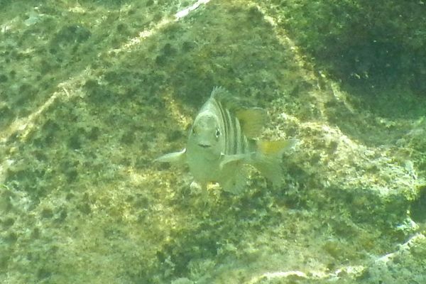 Damselfish - Night Sergeant