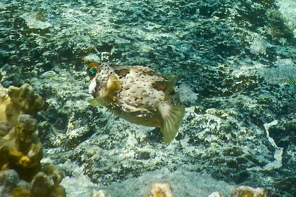 Porcupinefish - Balloonfish