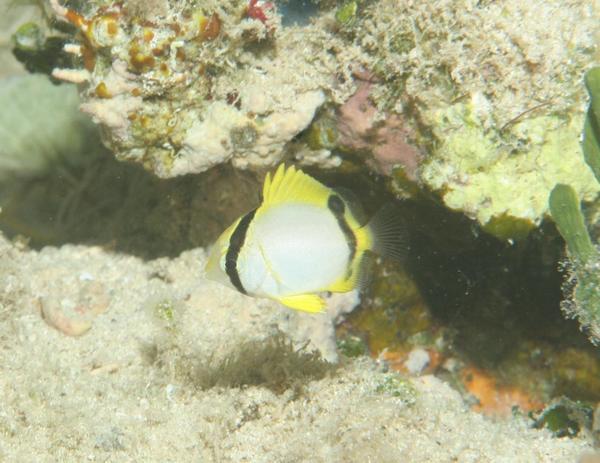 Butterflyfish - Spotfin Butterflyfish