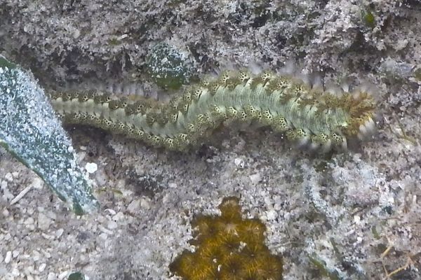 Bristleworm - Bearded Fireworm