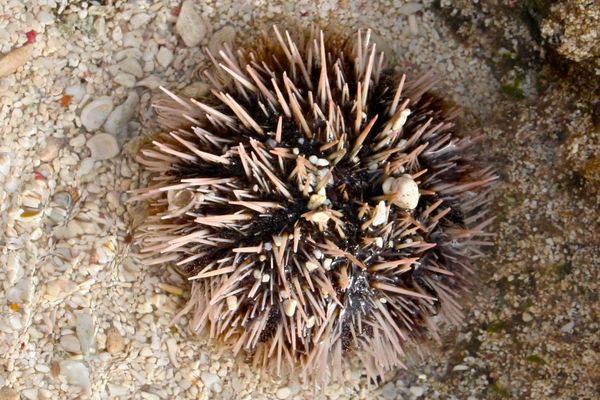 Sea Urchins - West Indian Sea Egg