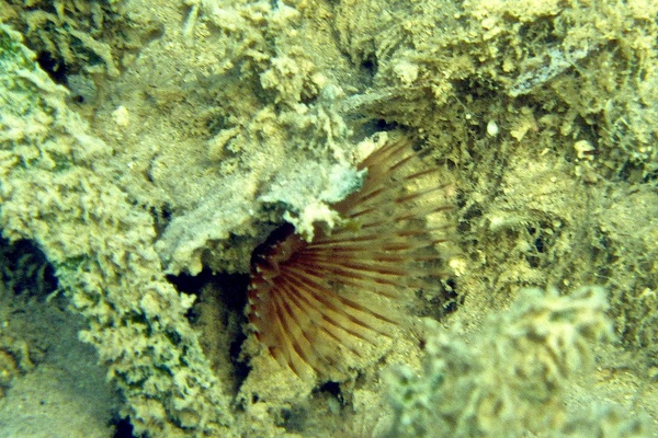 Featherduster Worms - Variegated Feather Duster