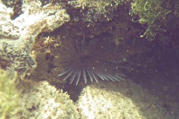 Featherduster Worms - Ghost Feather Duster