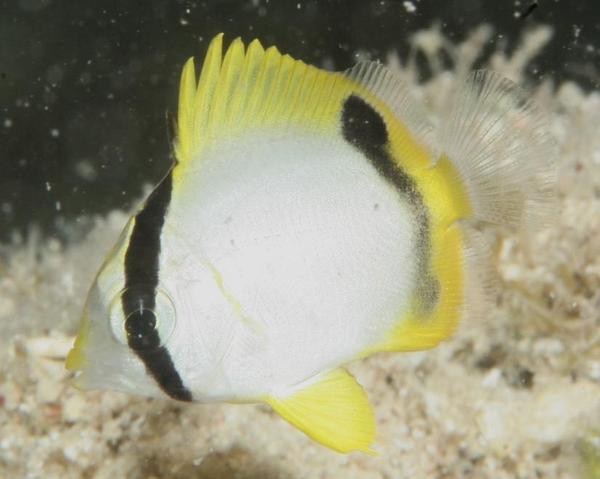 Butterflyfish - Spotfin Butterflyfish