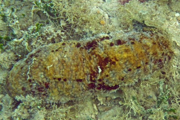 Sea Cucumbers - Florida Sea Cucumber