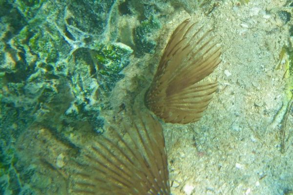 Featherduster Worms - Variegated Feather Duster