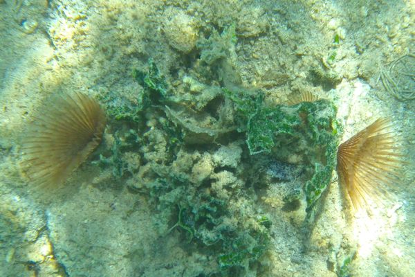 Featherduster Worms - Variegated Feather Duster