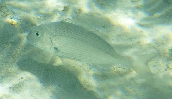 Breams - Picnic sea bream