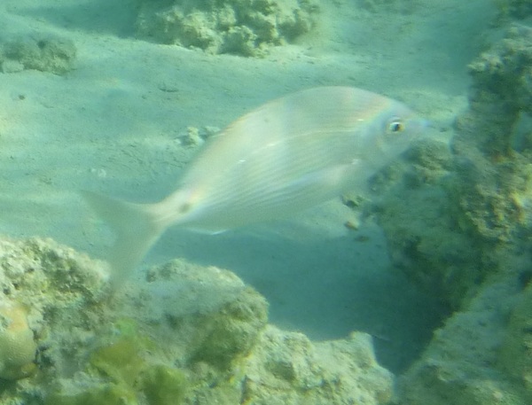 Breams - Arabian pinfish