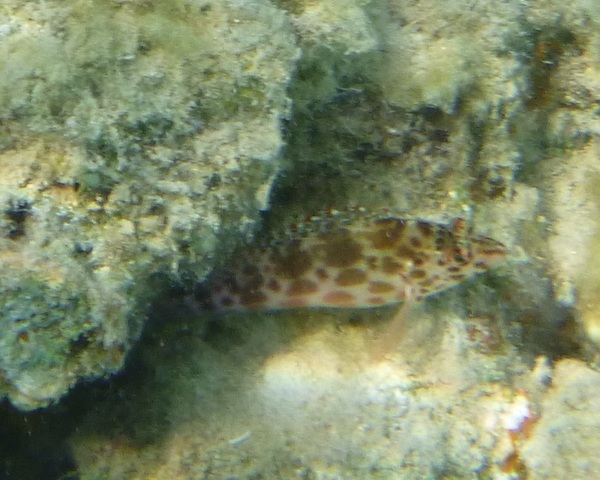 Hawkfish - Pixie hawkfish