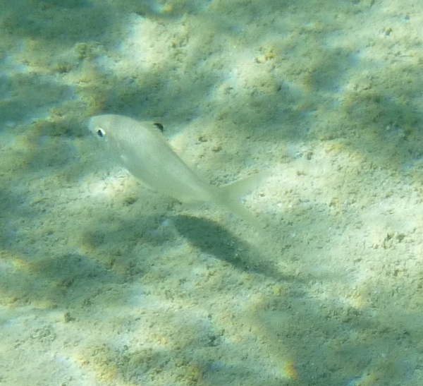 Mojarras - Blacktip mojarra