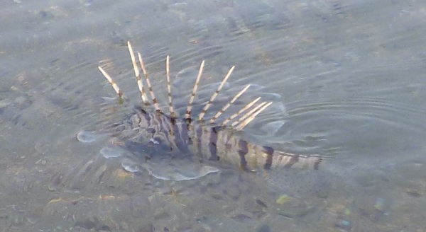 Lionfish - Zebra lionfish