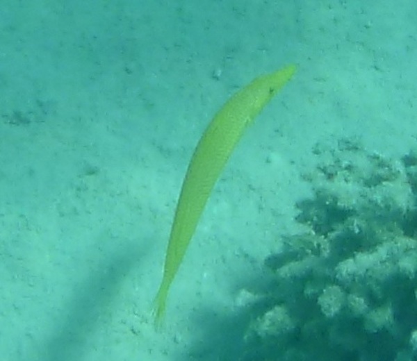 Wrasse - Cigar Wrasse