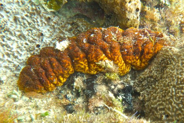 Sea Cucumbers - Sea Cucumber