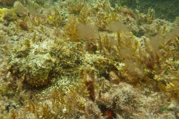 Scorpionfish - Plumed Scorpionfish