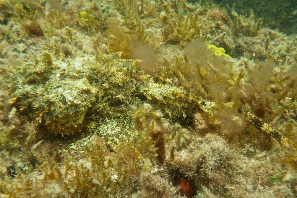 Scorpionfish - Plumed Scorpionfish