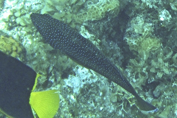 Groupers - Coney