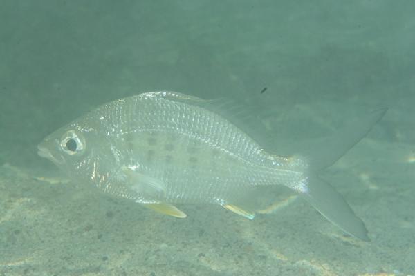 Mojarras - Yellowfin Mojarra Mojarras - Yellowfin Mojarra