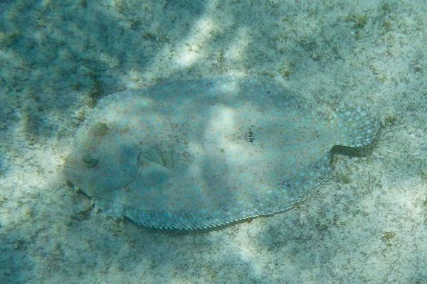 Flounders - Plate Flounder