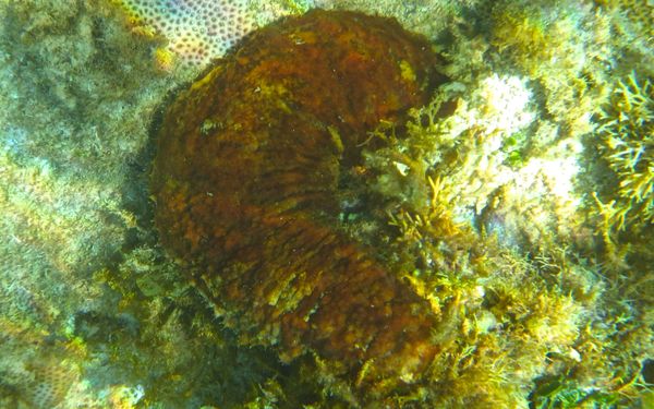 Sea Cucumbers - Five Toothed Sea Cucumber