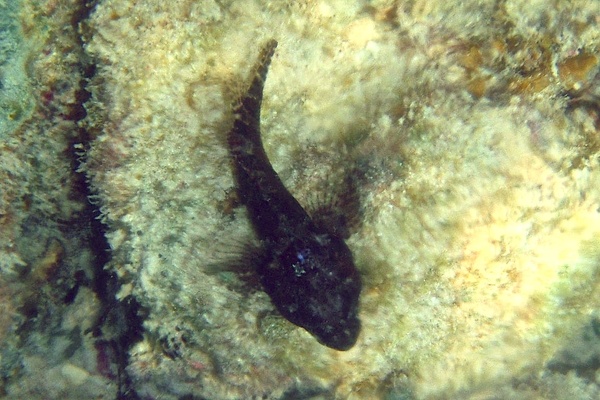 Blennies - Mimic Blenny