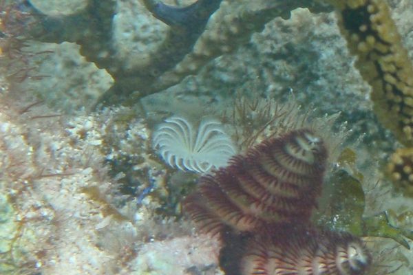 Featherduster Worms - Ghost Feather Duster