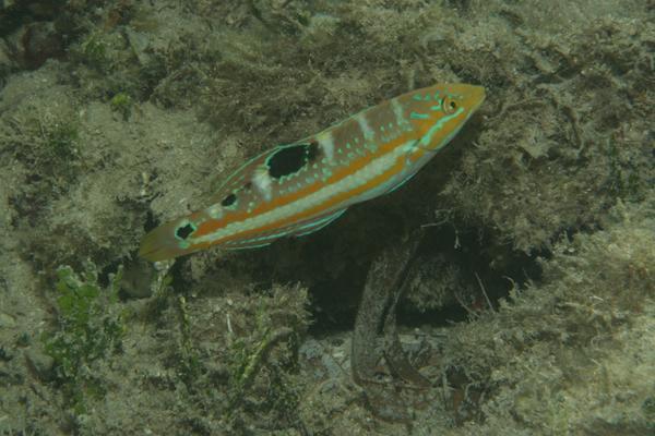 Wrasse - Puddingwife