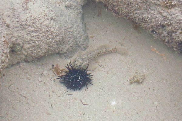 Gobies - Checkerboad Frillfin Goby