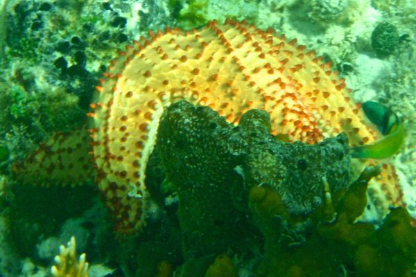 Starfish - Cushion Sea Star
