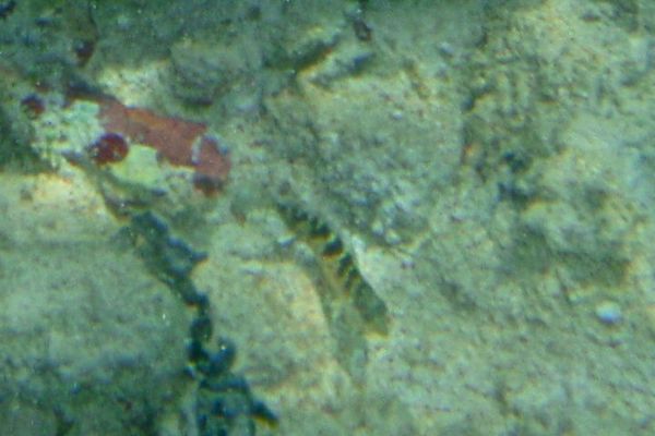 Blennies - Diamond Blenny