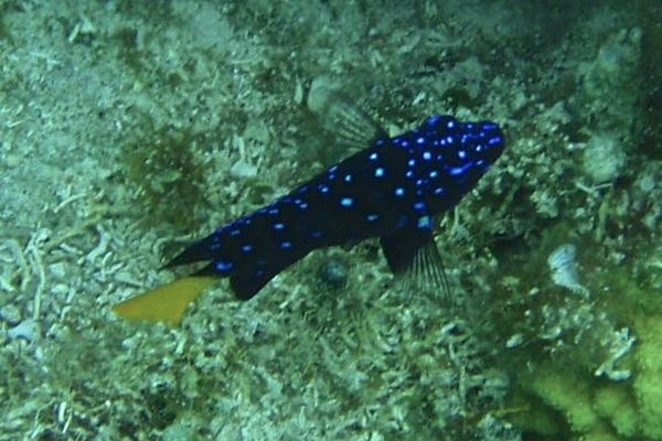 Damselfish - Yellowtail Damselfish