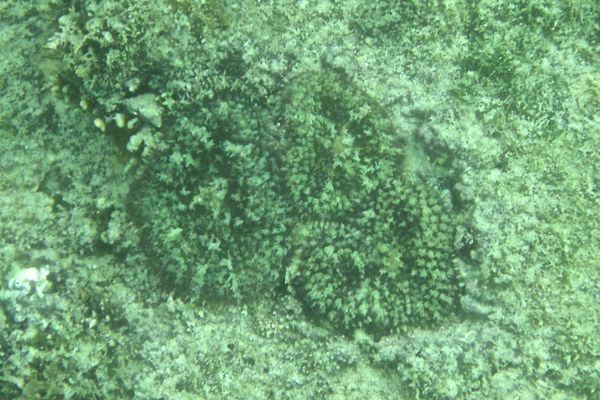 Coral - Florida Corallomorph