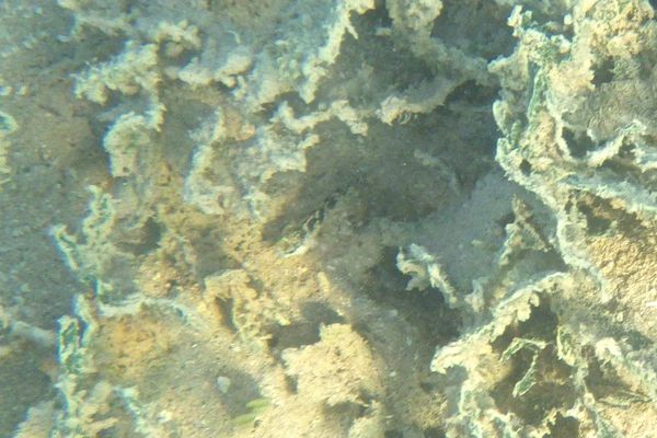 Blennies - Diamond Blenny